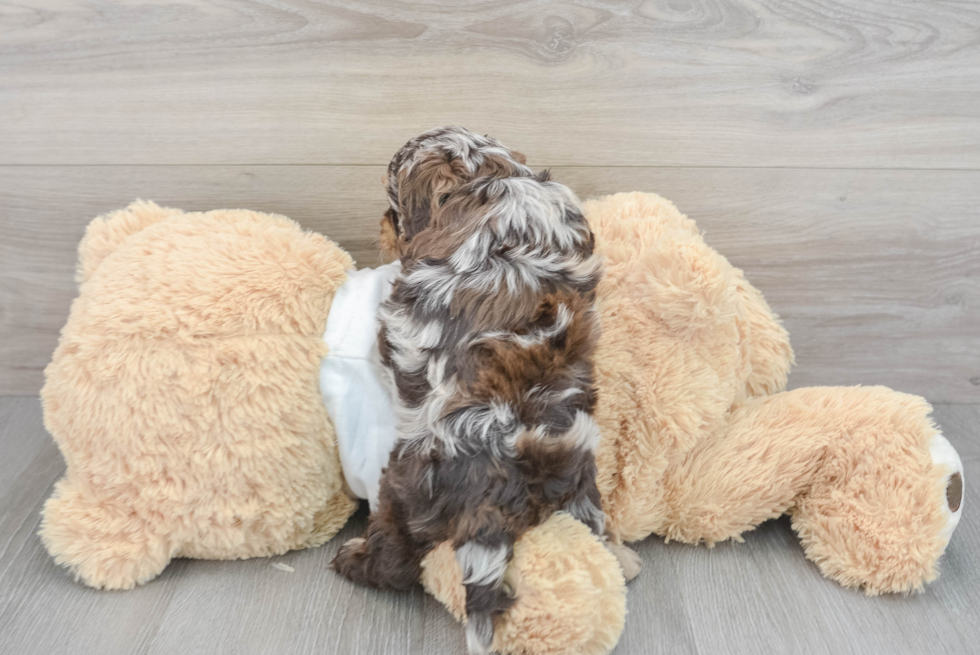 Cockapoo Pup Being Cute