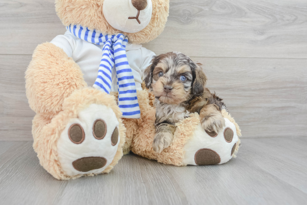 Cockapoo Puppy for Adoption