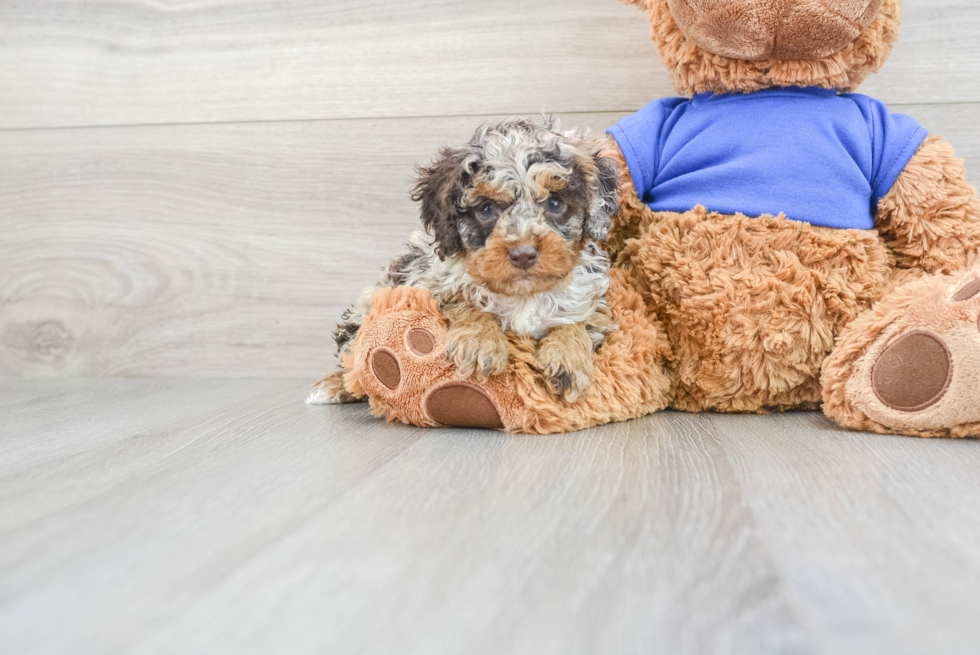 Smart Cockapoo Poodle Mix Pup