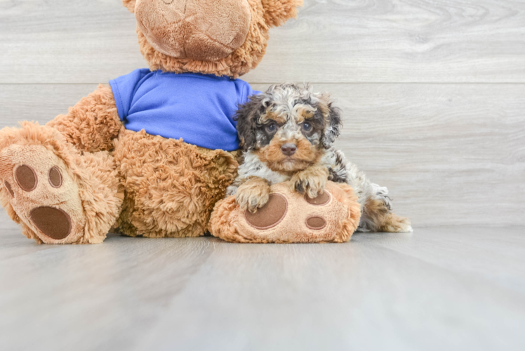 Hypoallergenic Cockerpoo Poodle Mix Puppy