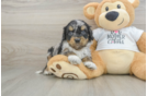 Best Cockapoo Baby