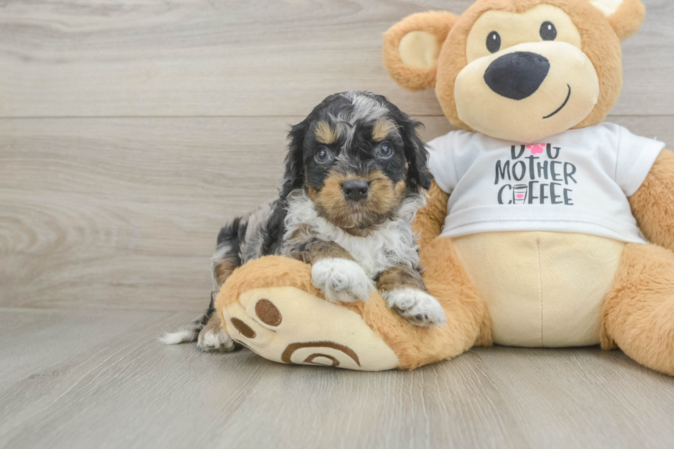 Best Cockapoo Baby