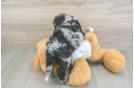 Small Cockapoo Baby