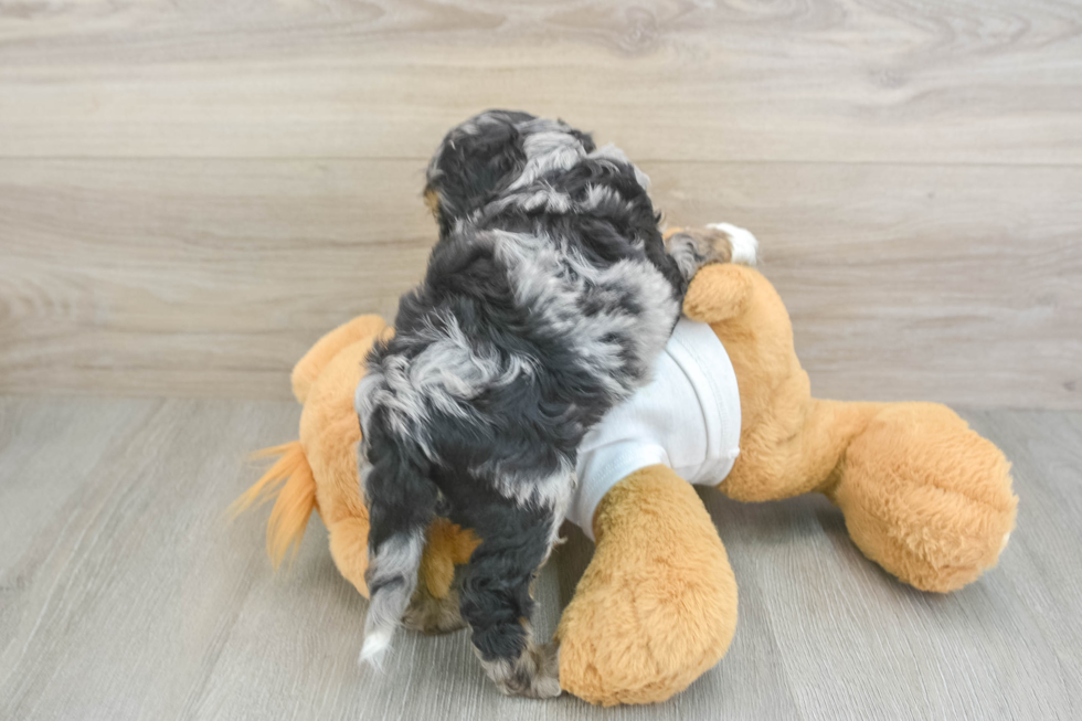 Small Cockapoo Baby