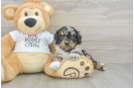 Best Cockapoo Baby