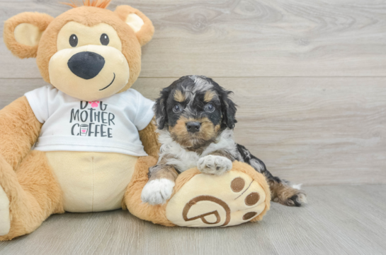 Best Cockapoo Baby