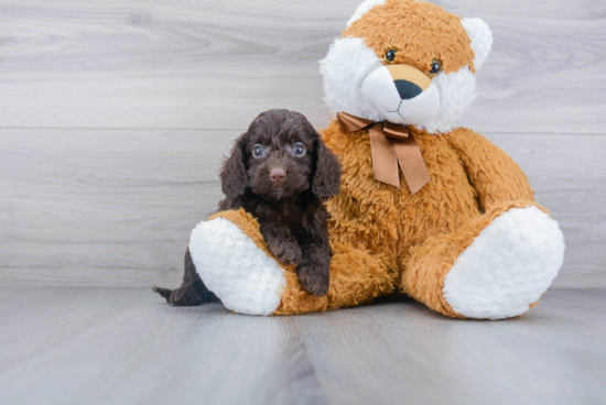 Cockapoo Puppy for Adoption