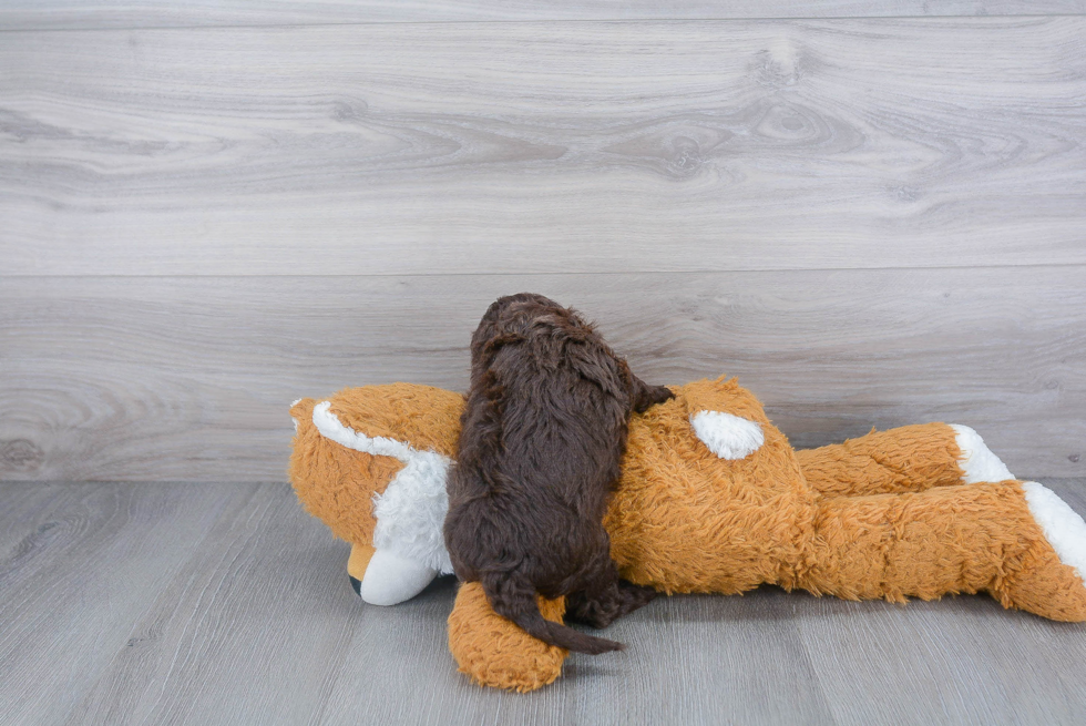 Happy Cockapoo Baby