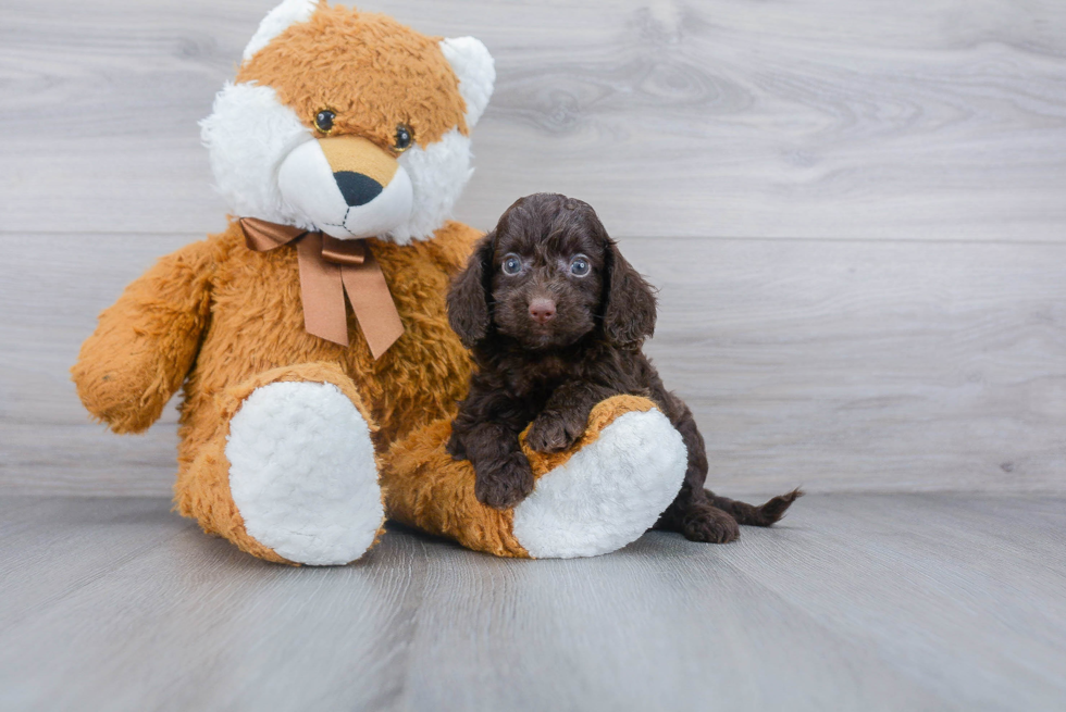 Best Cockapoo Baby