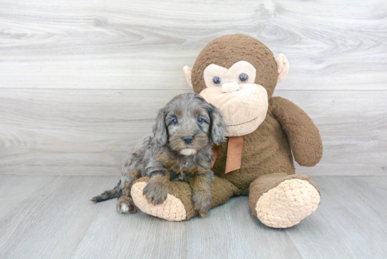 Cockapoo Puppy for Adoption