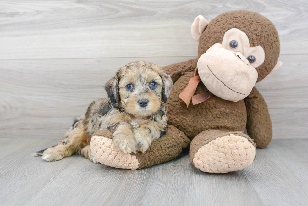 Adorable Cockerpoo Poodle Mix Puppy