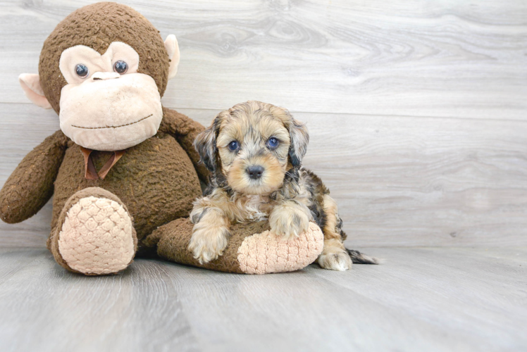 Popular Cockapoo Poodle Mix Pup