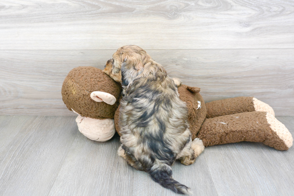 Playful Cockerpoo Poodle Mix Puppy