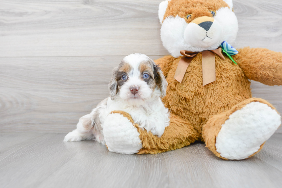 Cockapoo Puppy for Adoption