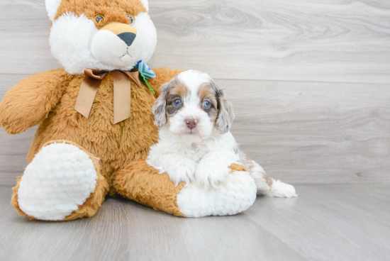 Best Cockapoo Baby