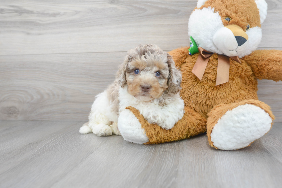 Best Cockapoo Baby