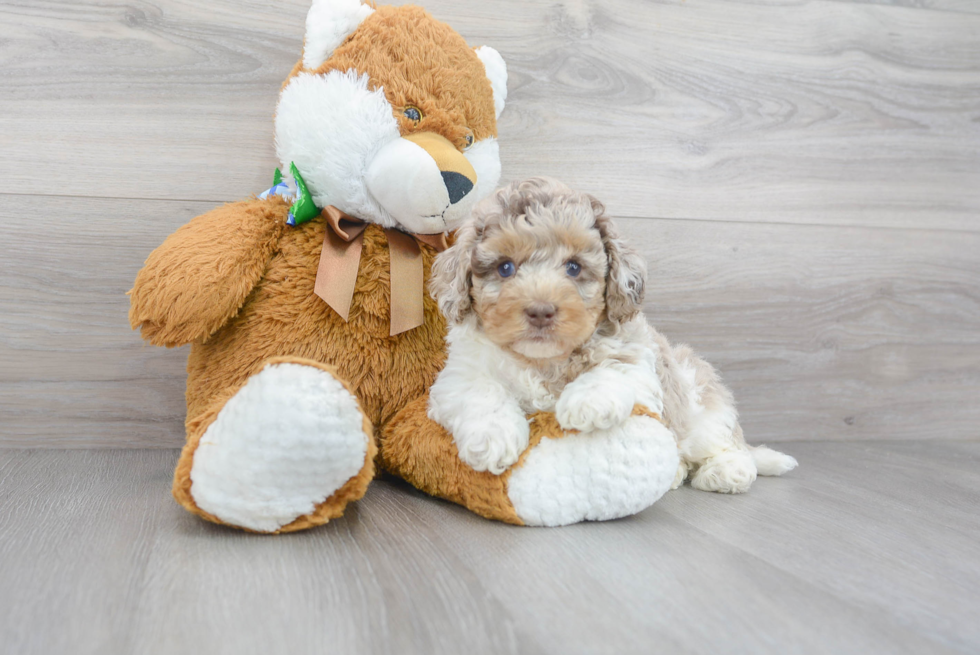 Hypoallergenic Cockerpoo Poodle Mix Puppy