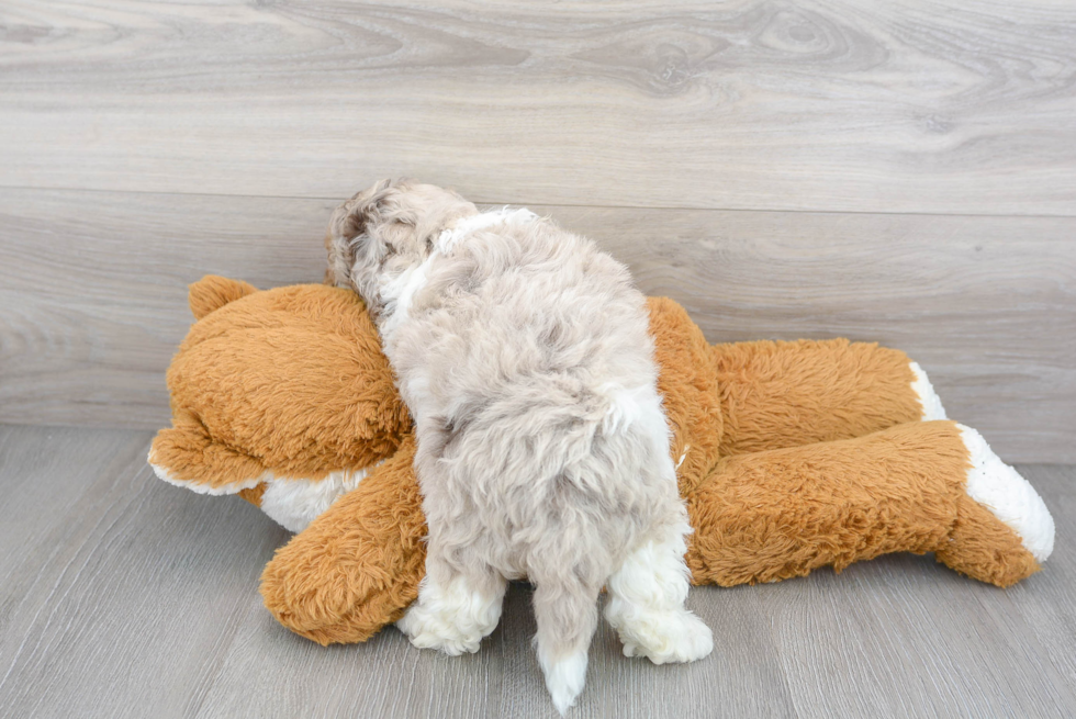 Happy Cockapoo Baby