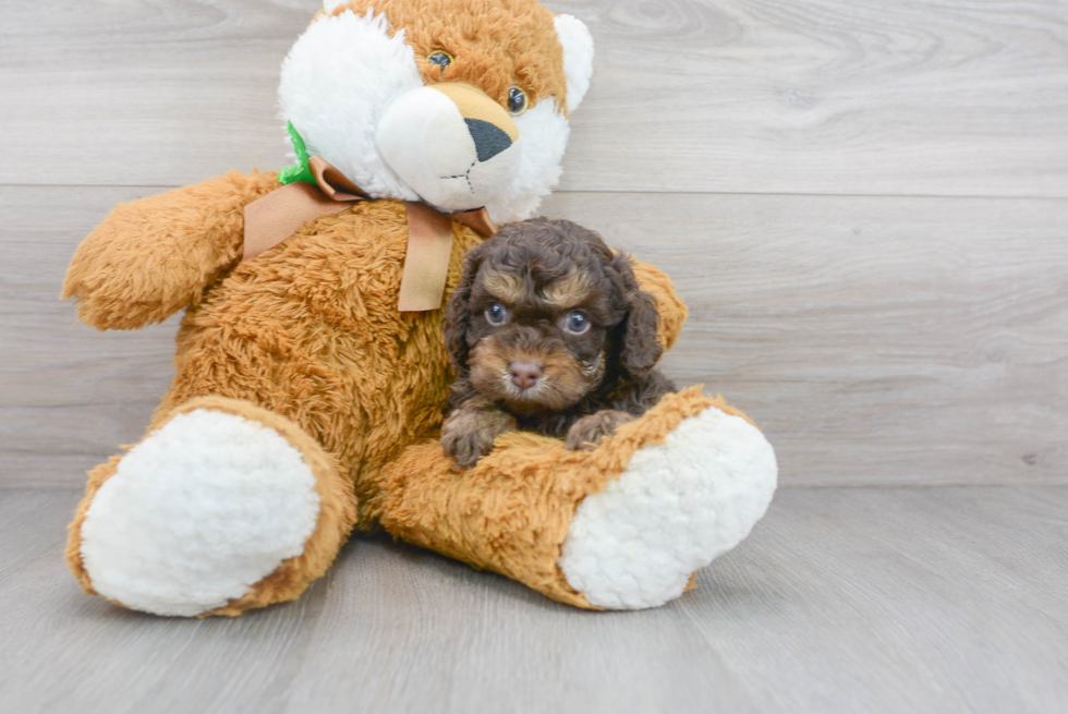 Funny Cockapoo Poodle Mix Pup