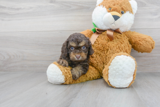 Cockapoo Puppy for Adoption