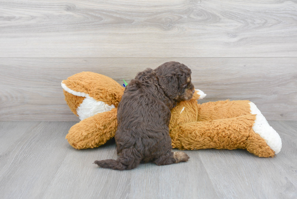 Cockapoo Pup Being Cute