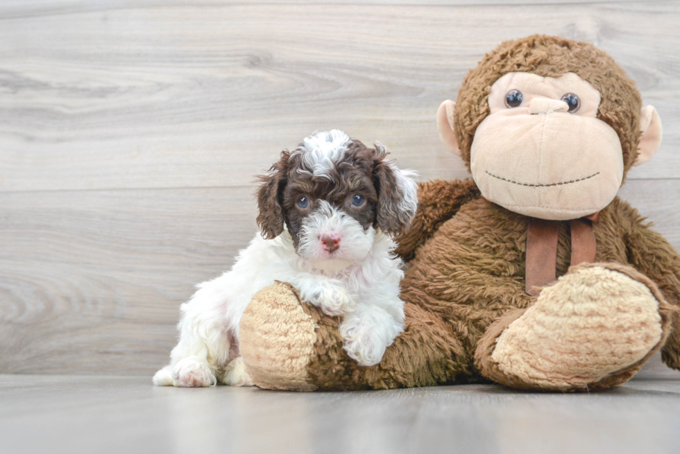 Happy Cockapoo Baby