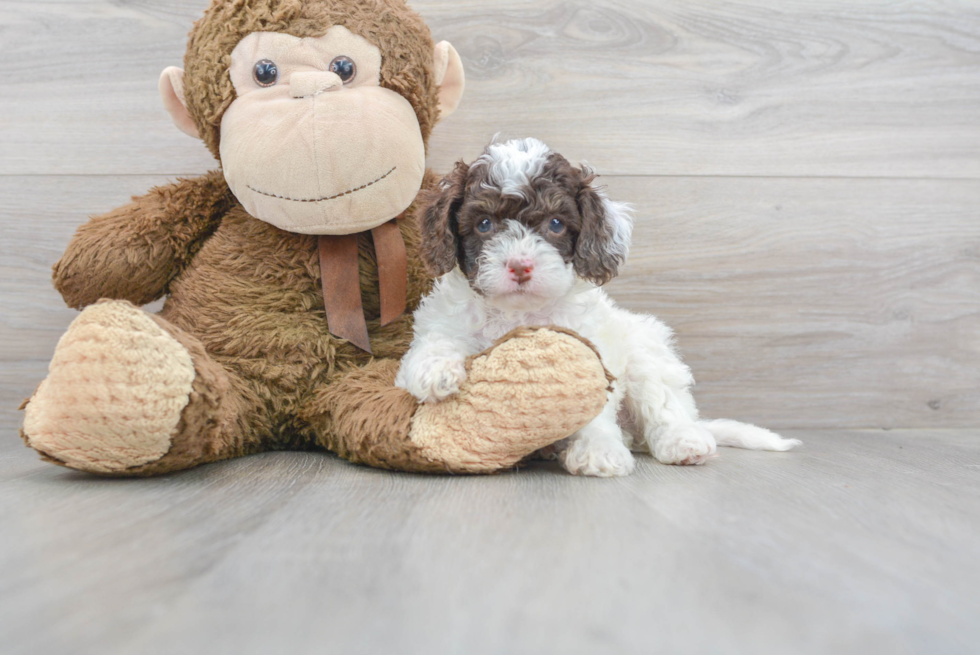 Cockapoo Pup Being Cute