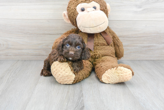 Smart Cockapoo Poodle Mix Pup