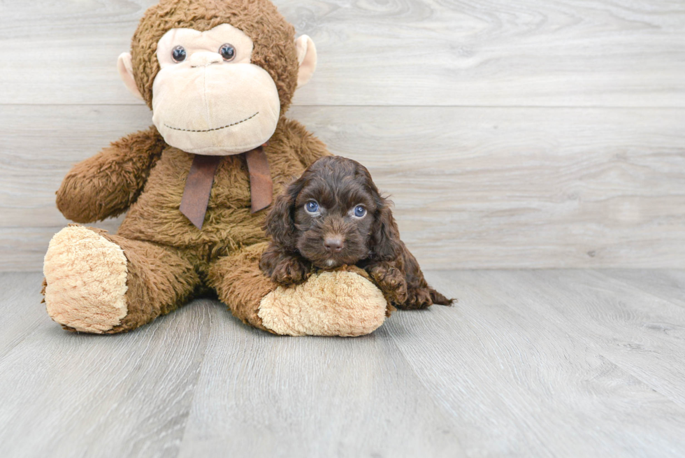 Fluffy Cockapoo Poodle Mix Pup