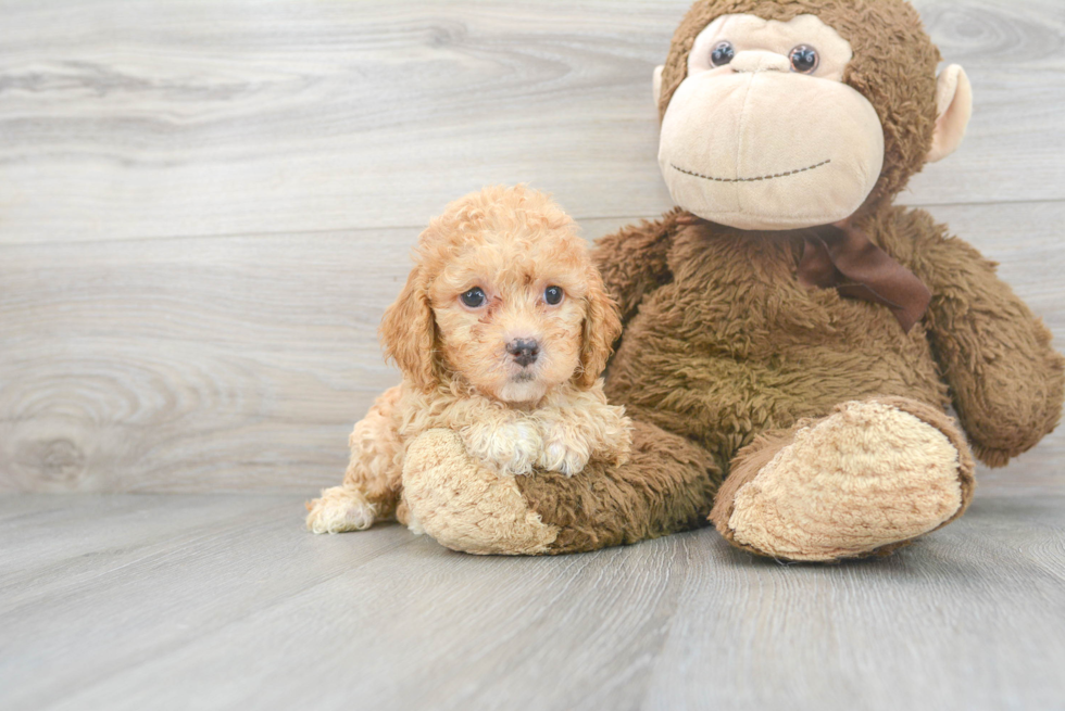 Friendly Cockapoo Baby