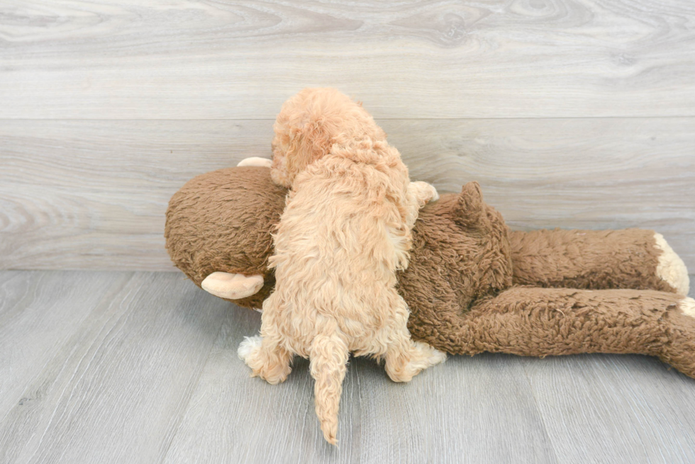 Adorable Cockerpoo Poodle Mix Puppy