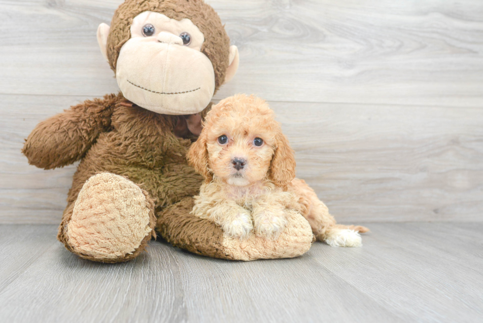 Cockapoo Puppy for Adoption