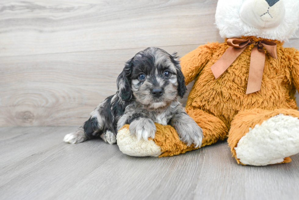 Cockapoo Pup Being Cute