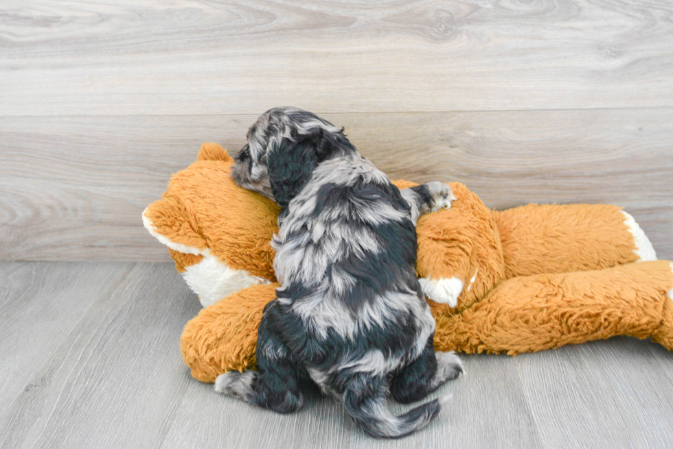 Little Cockerpoo Poodle Mix Puppy