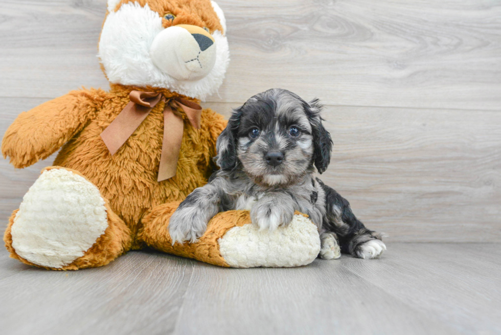 Small Cockapoo Baby