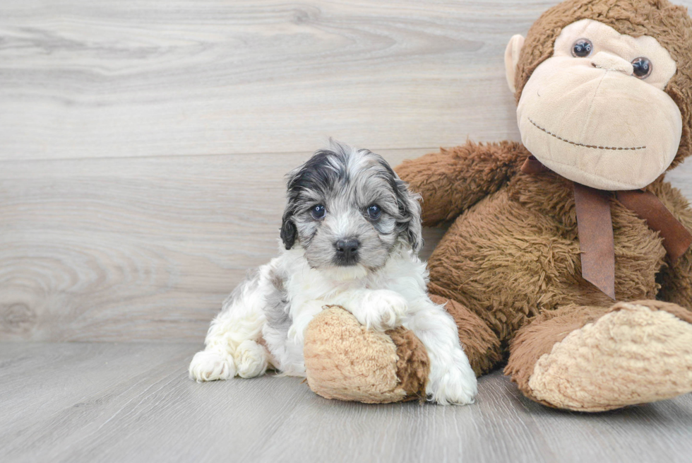 Cockapoo Puppy for Adoption