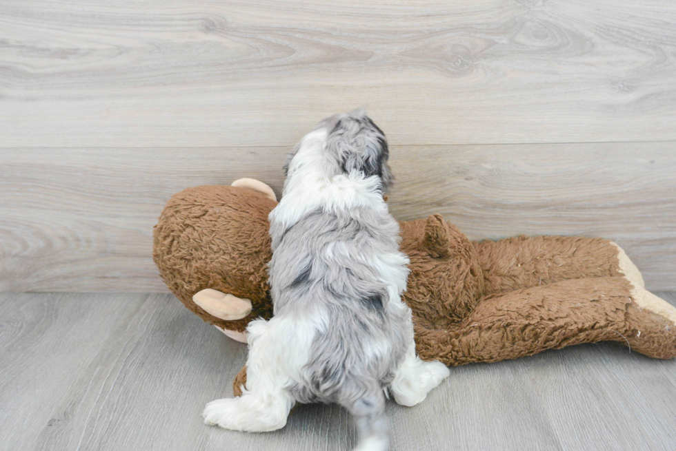 Cockapoo Puppy for Adoption