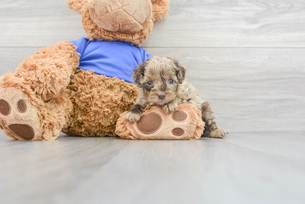 Little Cockapoo Sue: 2lb 15oz Doodle Puppy