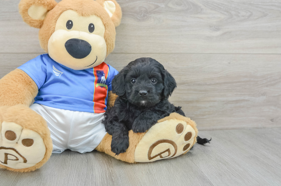 6 week old Cockapoo Puppy For Sale - Premier Pups