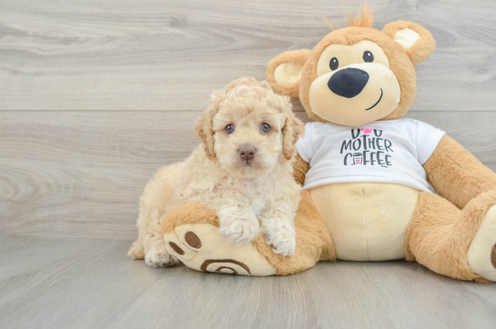 5 week old Cockapoo Puppy For Sale - Premier Pups
