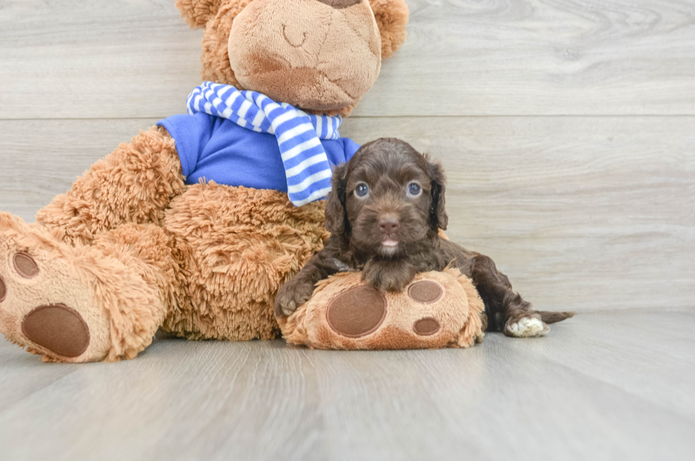 5 week old Cockapoo Puppy For Sale - Premier Pups