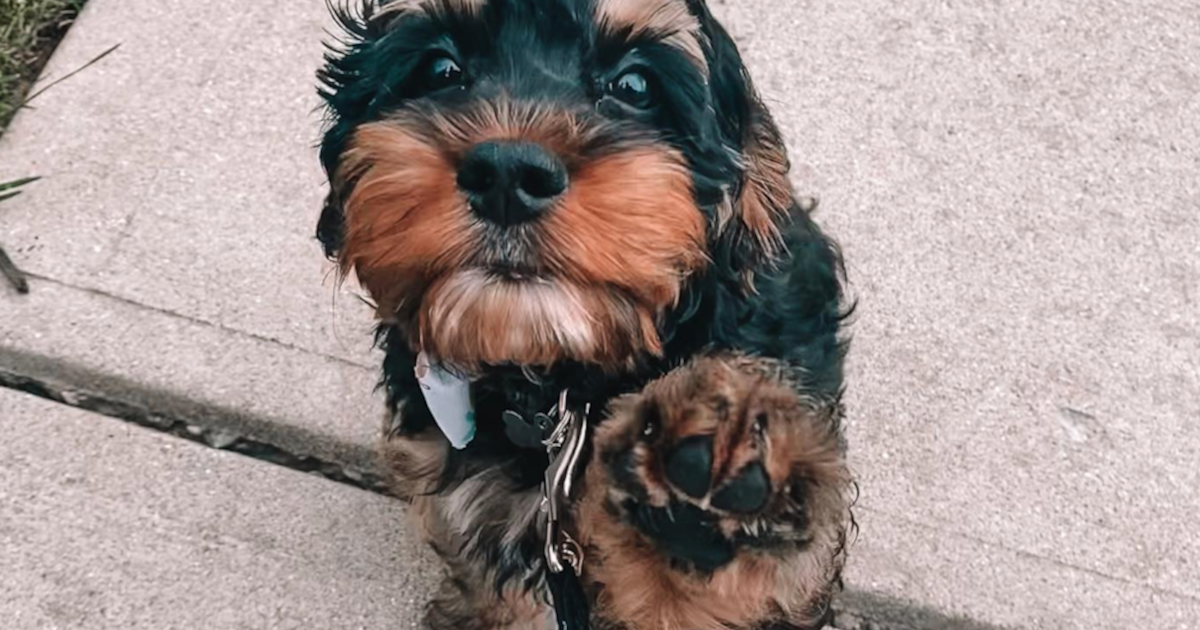 Cockapoo Train Train Cockapoo Training Guide: How to Train a Cockapoo the Right Way