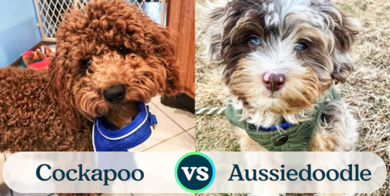 Cockapoo vs Mini Aussiedoodle Comparison