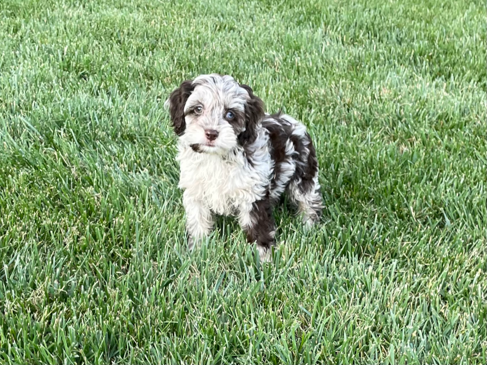 Petite Cockapoo Poodle Mix Pup