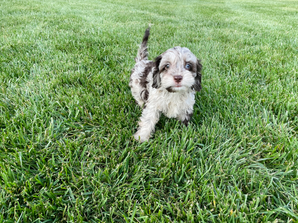 Best Cockapoo Baby