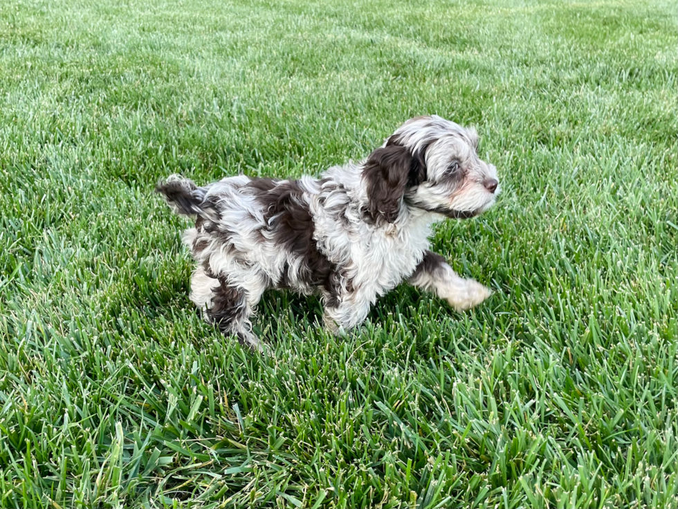 Small Cockapoo Baby