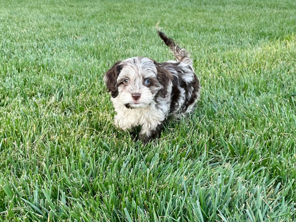 Cockapoo Pup Being Cute