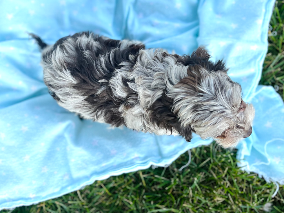 Best Cockapoo Baby