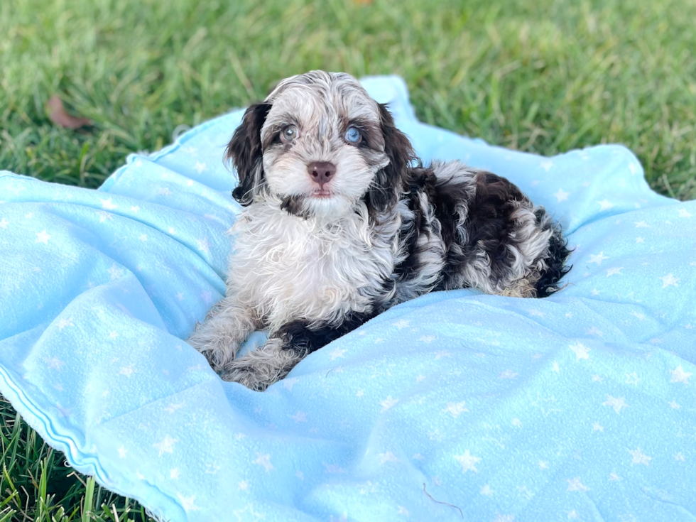 Cockapoo Pup Being Cute