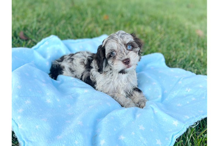 Best Cockapoo Baby